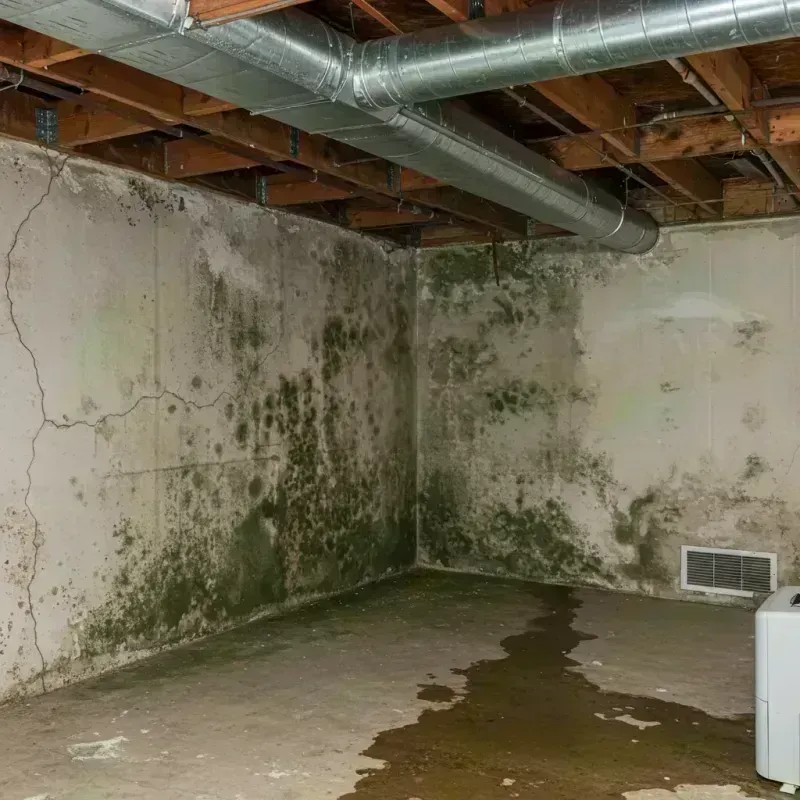 Professional Mold Removal in Shelby County, MO